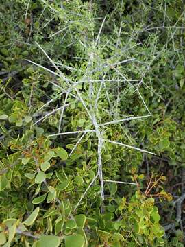 Image of Condalia globosa subsp. globosa