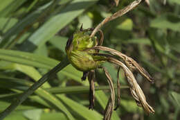 Image of Amur daylily