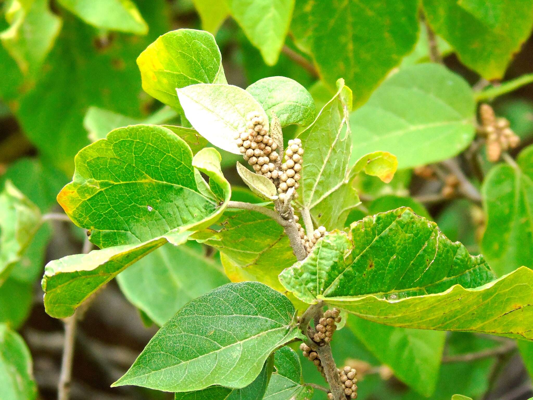 Croton lindquistii V. W. Steinm.的圖片