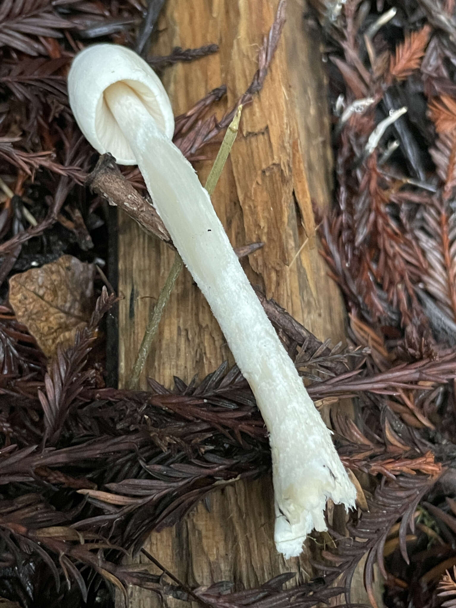 Image of Entoloma adnatifolium (Murrill) Blanco-Dios 2015