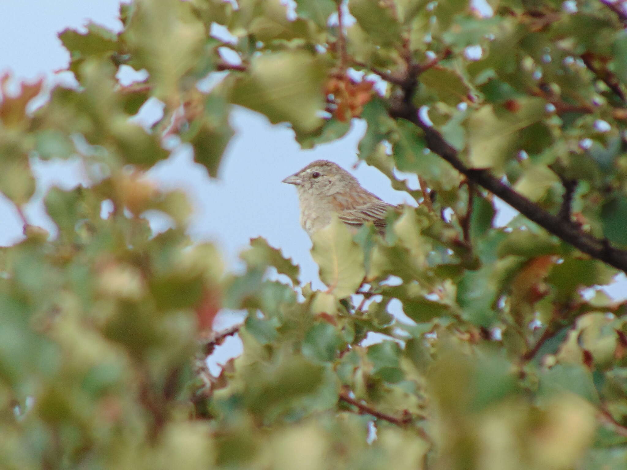 Image of Botteri's Sparrow