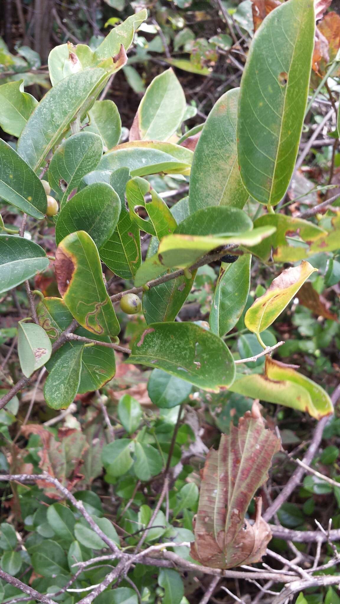 Image of Bridelia pervilleana Baill.