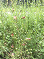 Image of common figwort