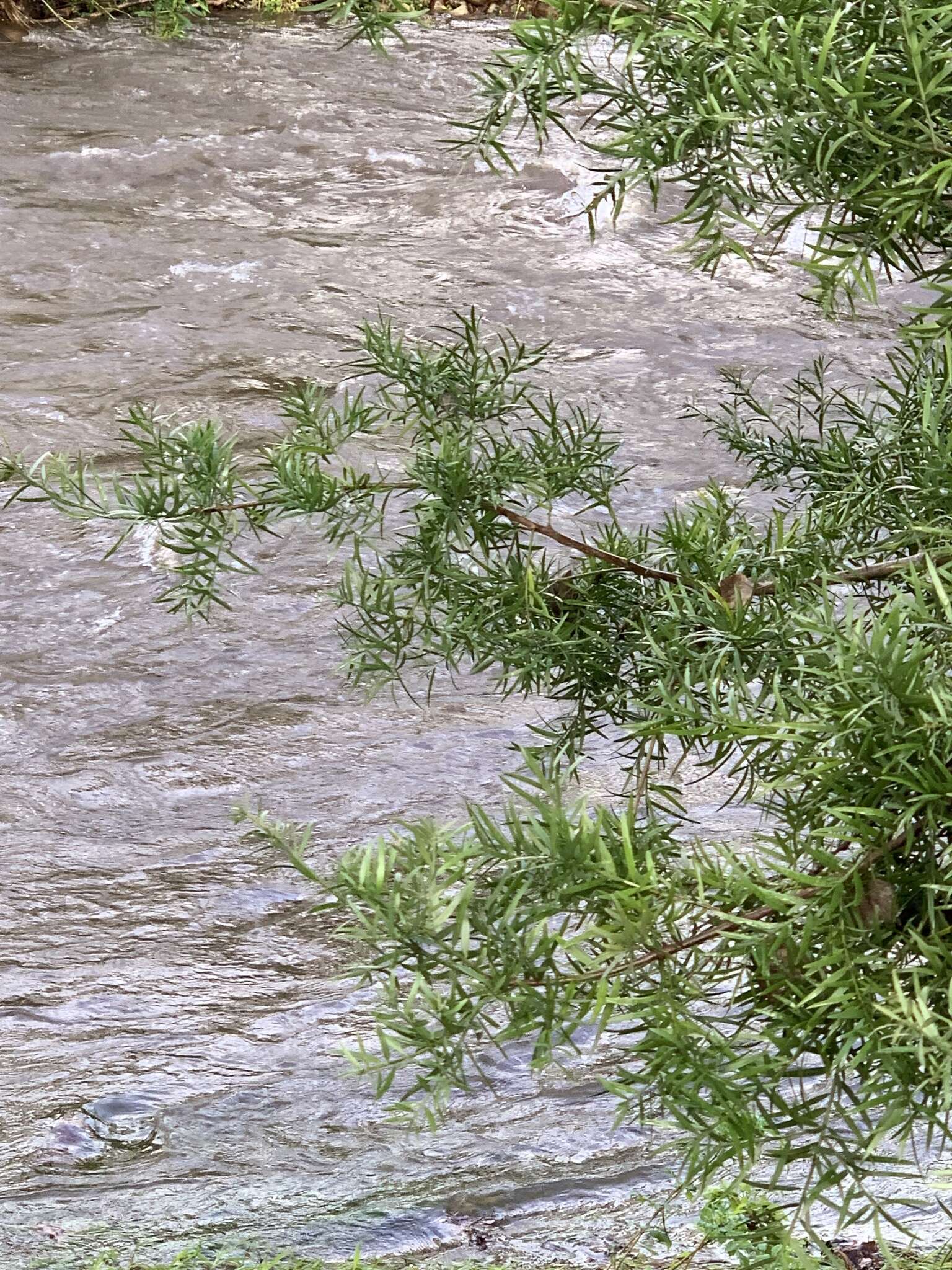 Image of Breede River Yellowwood