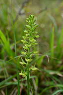 Image of Platanthera longibracteata Lindl.