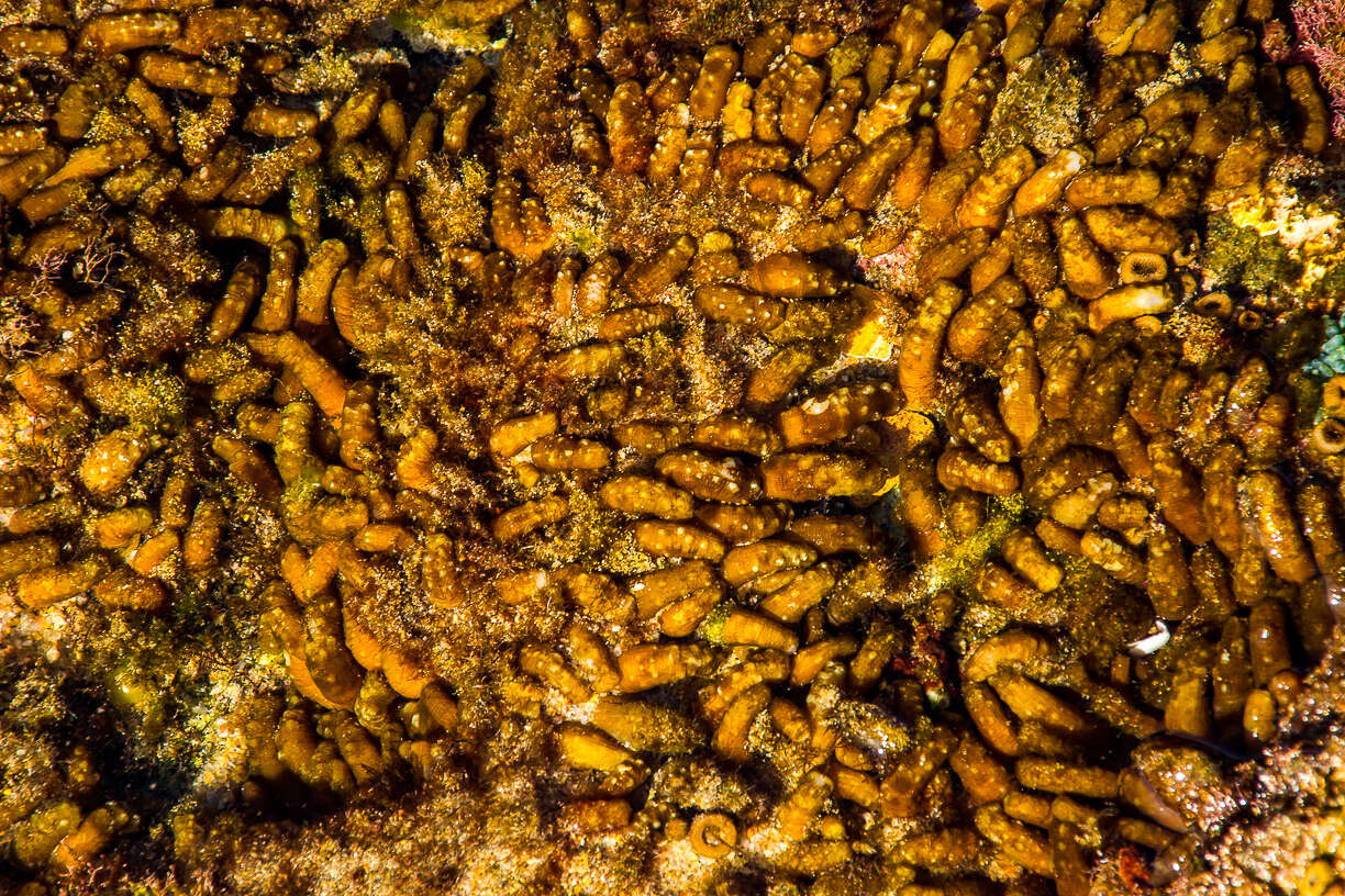 Image of warty sea mat