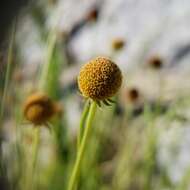 Image of Thurber's Sneezeweed