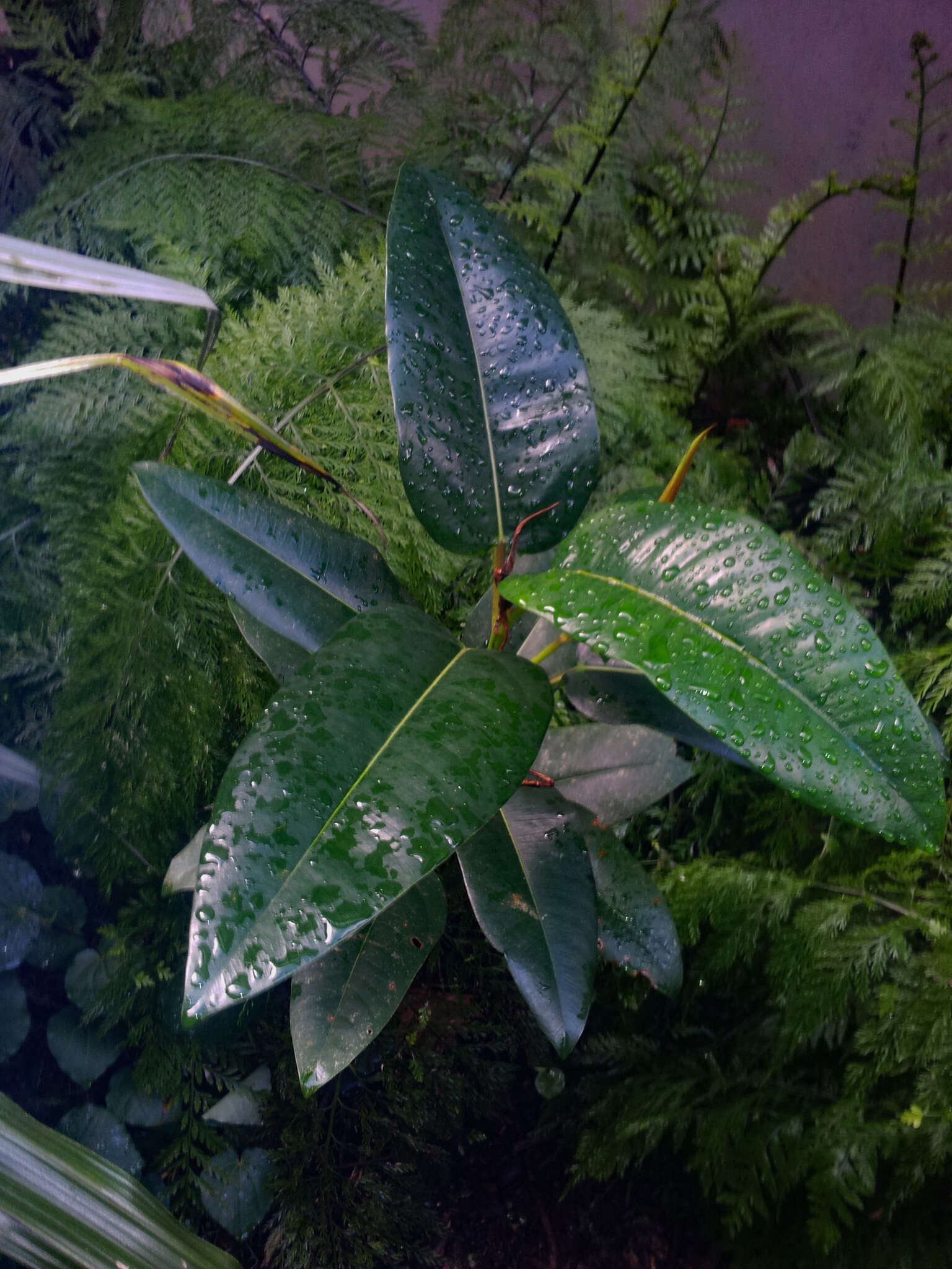 Image of Ficus macrophylla subsp. macrophylla