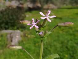 Imagem de Silene fuscata Brot.