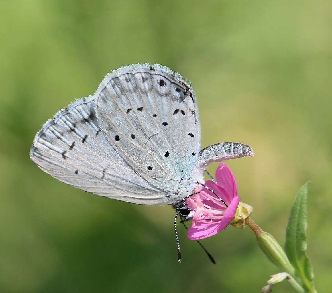 Image of Celastrina huegeli (Moore 1882)