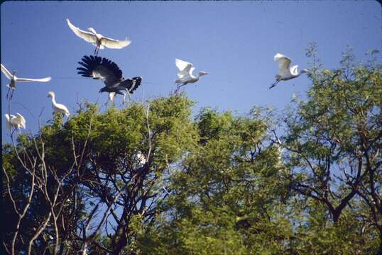 Image of Madagascan Harrier-Hawk