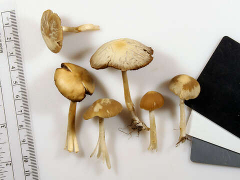 Image of Psathyrella albescens Hesler & A. H. Sm. 1972