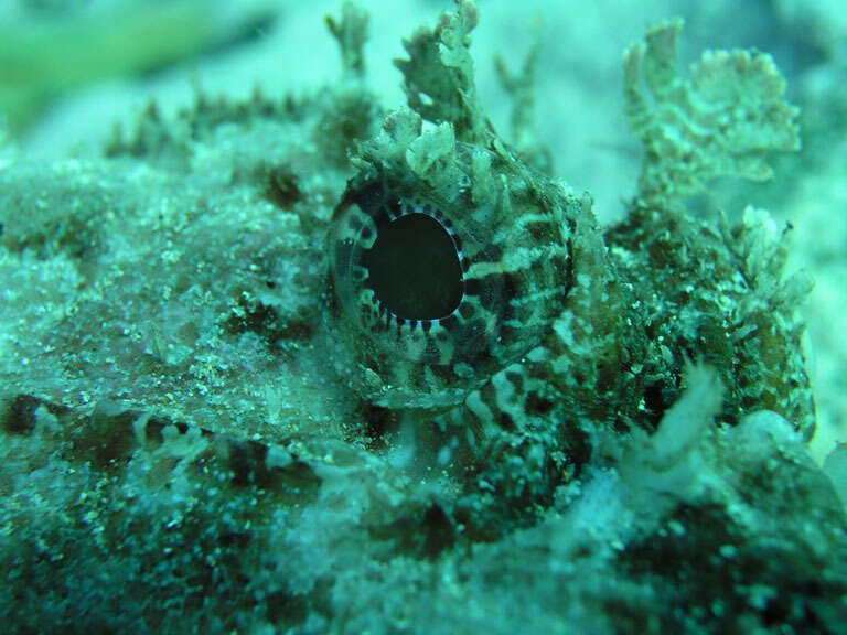 Image of Eastern Red scorpionfish