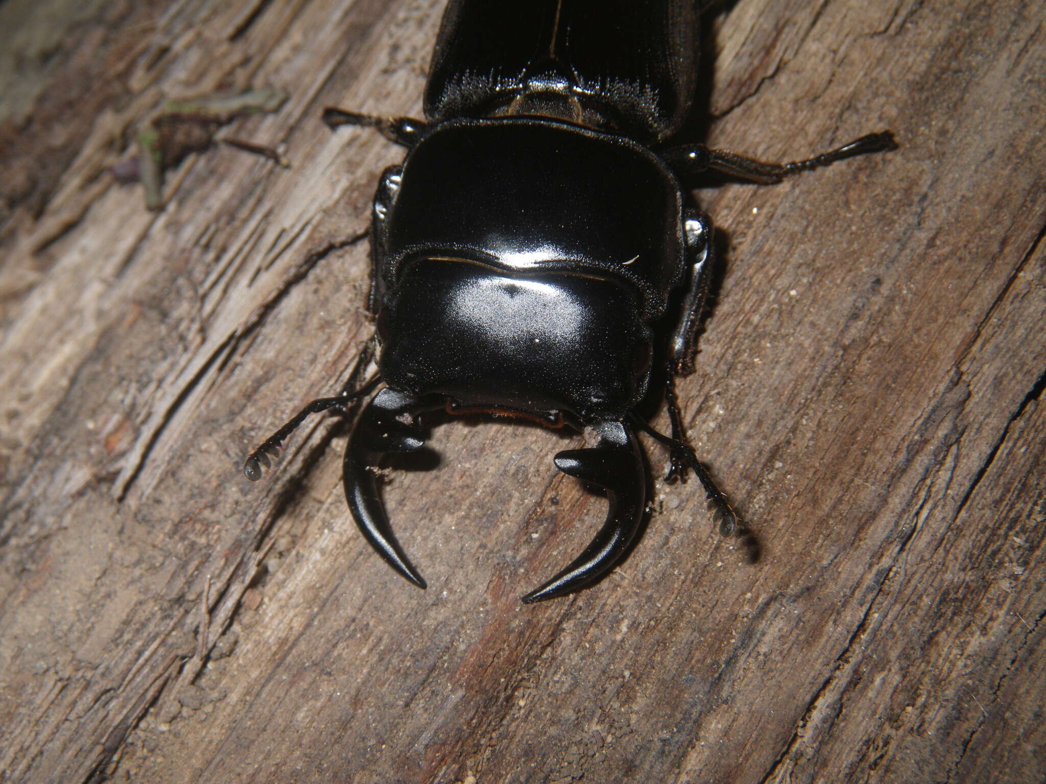 Image of Dorcus curvidens babai Fujita 2010