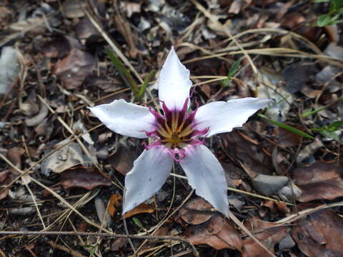 Image of Strophanthus welwitschii (Baill.) K. Schum.