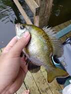 Image of Bluegill Sunfish