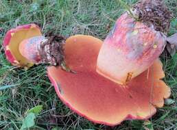 Image of Boletus miniatopallescens A. H. Sm. & Thiers 1971