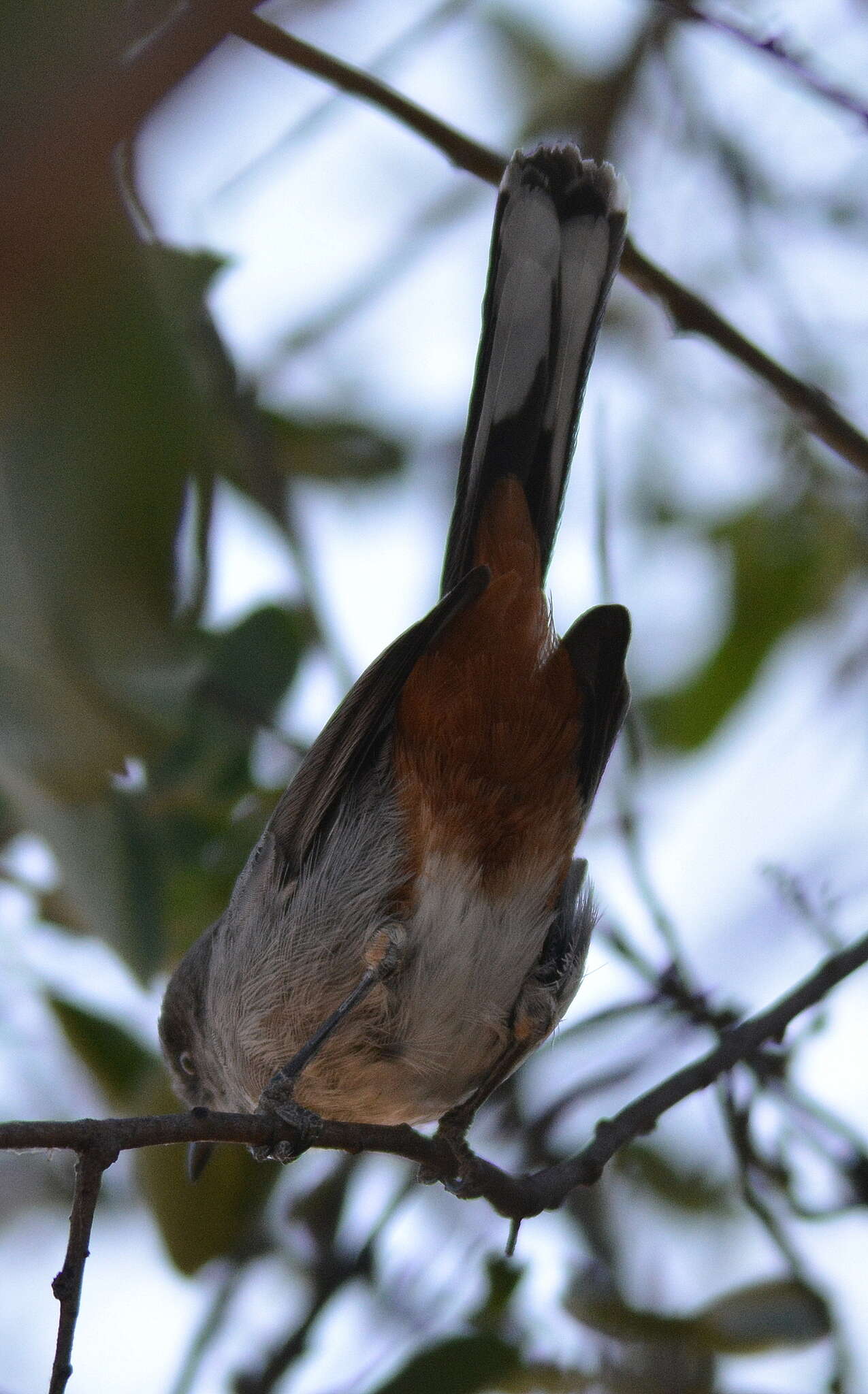 Image of Chestnut-vented Warbler