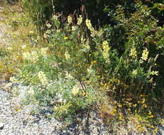 Image of big-leaved lupine