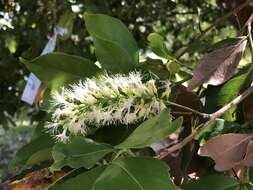 Image of sacky sac bean