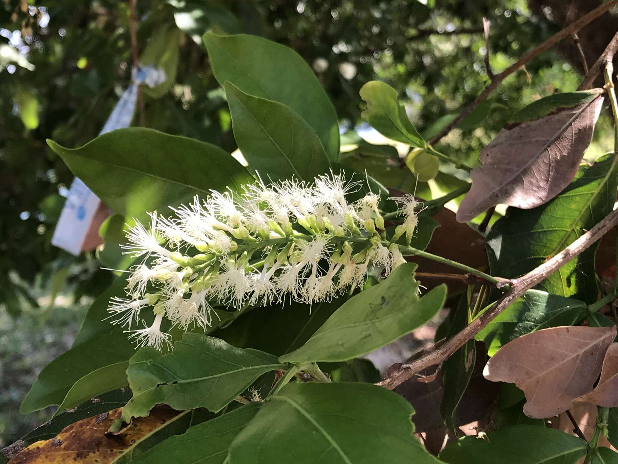 Image of sacky sac bean