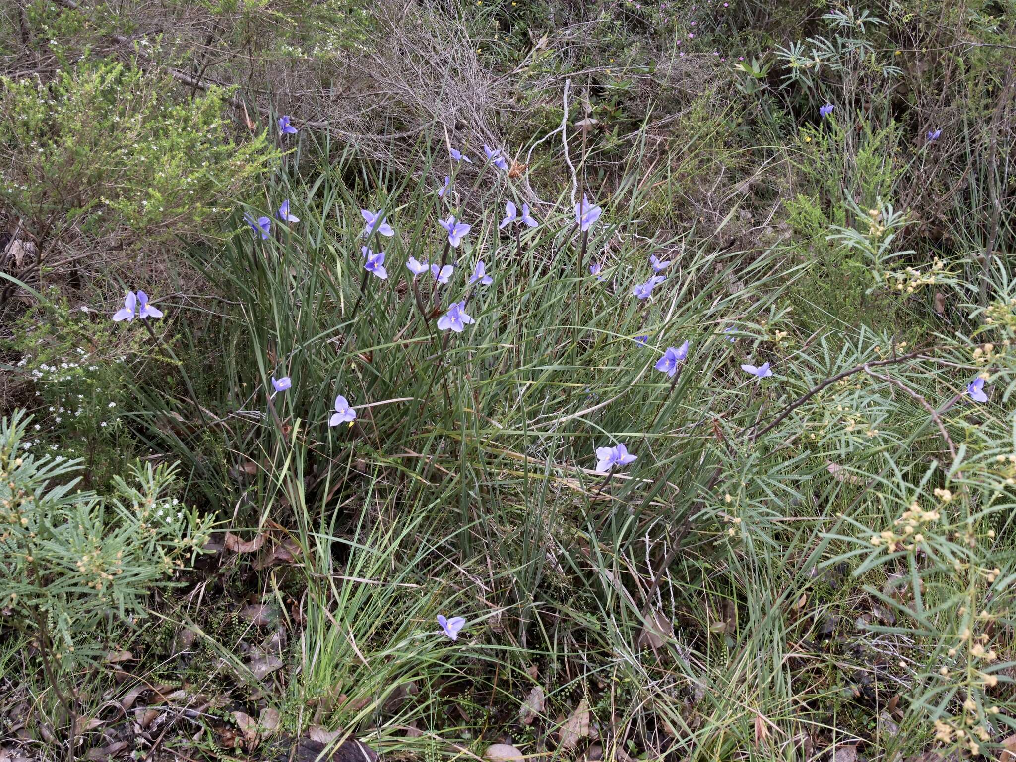 Image of Patersonia umbrosa var. umbrosa