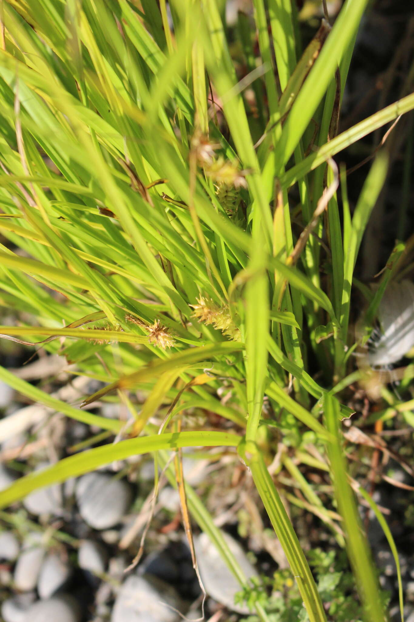 Sivun Carex maorica Hamlin kuva