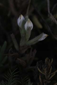 Image de Chloropyron maritimum subsp. maritimum