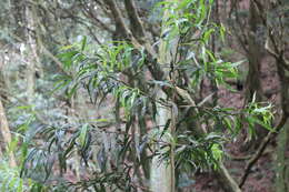 Sivun Podocarpus fasciculus de Laub. kuva