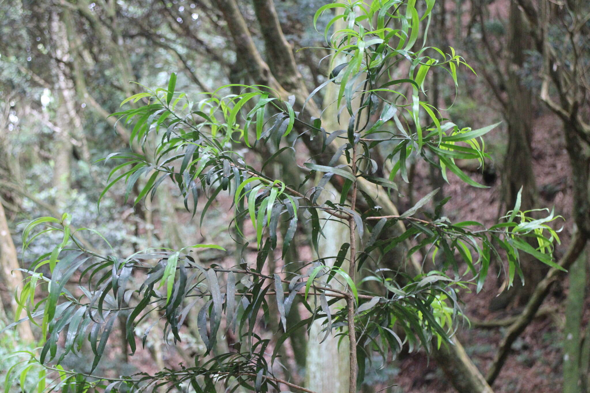 Sivun Podocarpus fasciculus de Laub. kuva