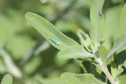 Image of Blue-Green Sharpshooter