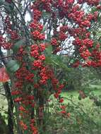 Image de Pyracantha coccinea M. J. Roemer