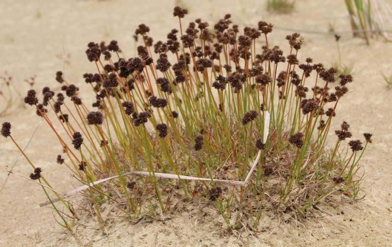 Image of Juncus dregeanus subsp. dregeanus