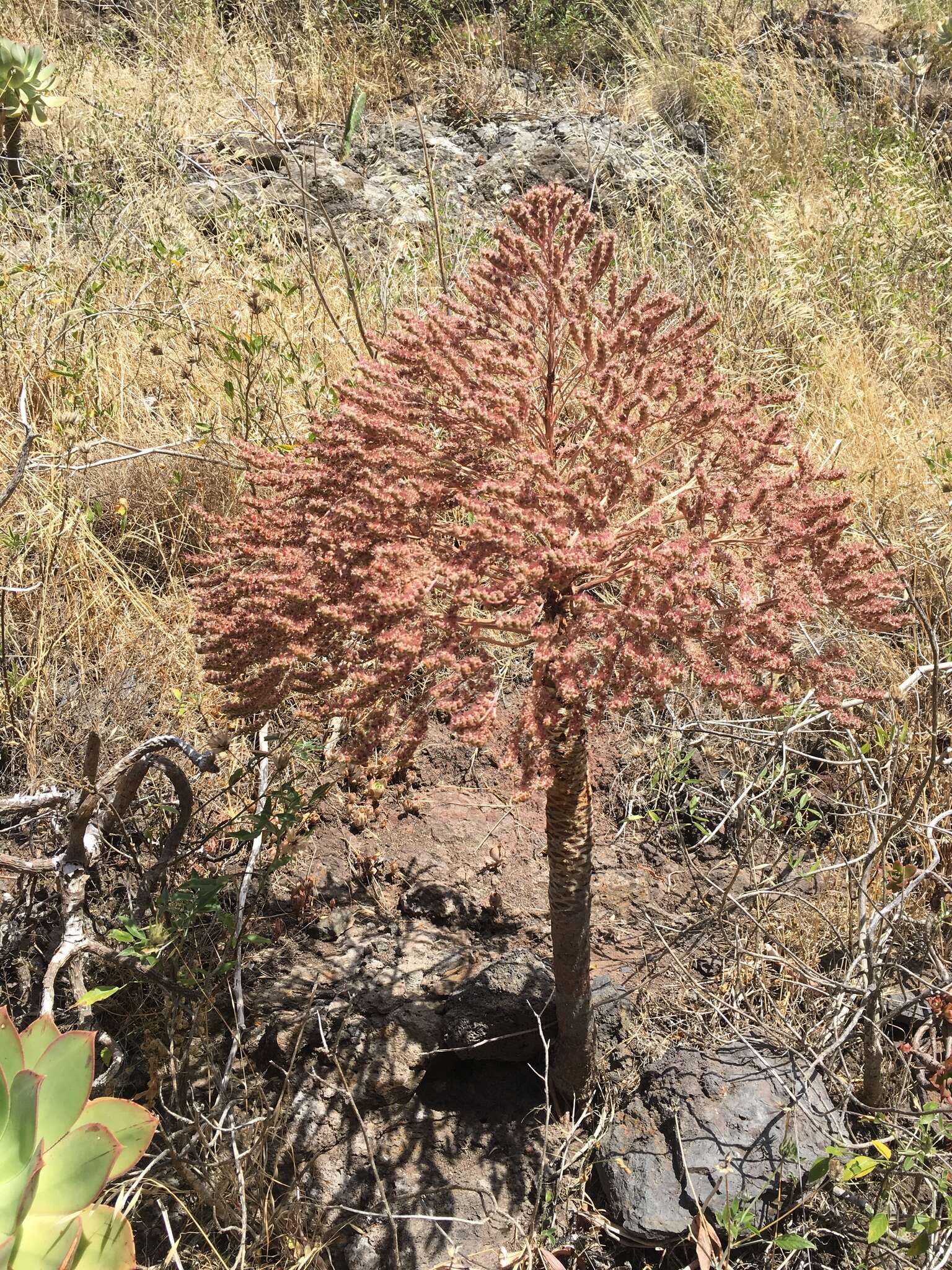 Image of Aeonium appendiculatum A. Banares Baudet