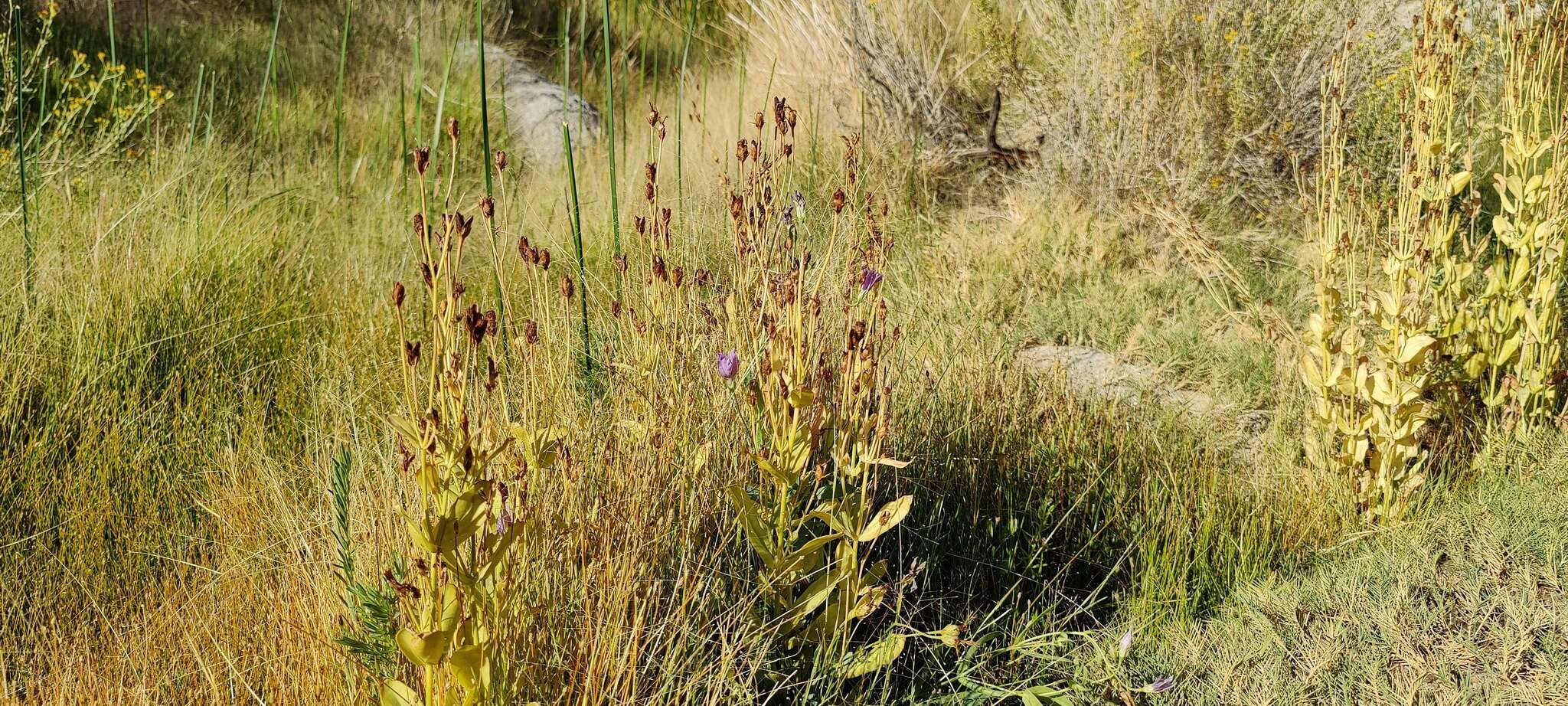 Image of catchfly prairie gentian