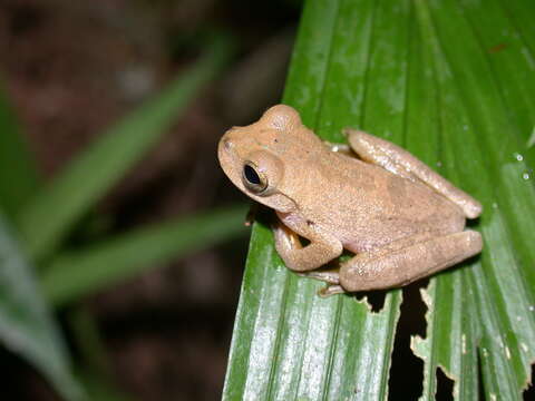 Image of Cross-banded Treefrog