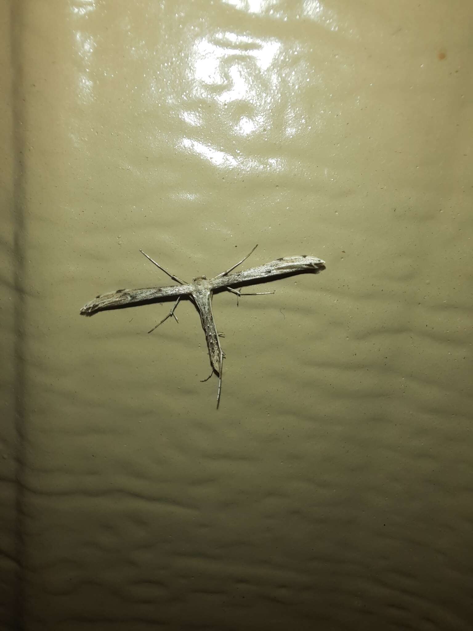 Image of Ragweed Plume Moth