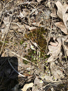 Image of Appalachian stitchwort