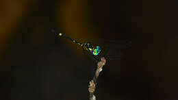 Tetrathemis irregularis cladophila resmi