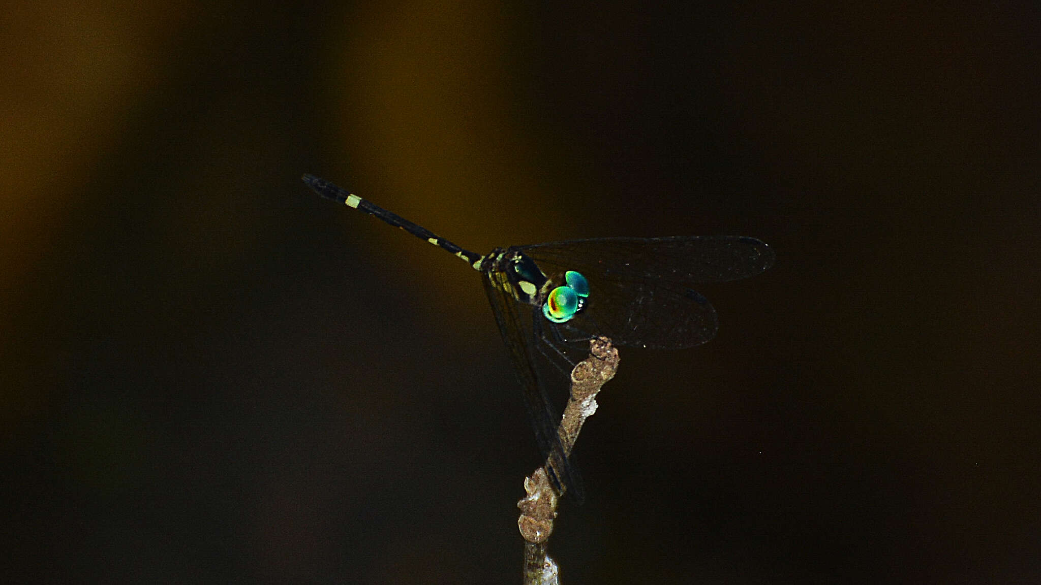 Tetrathemis irregularis cladophila resmi