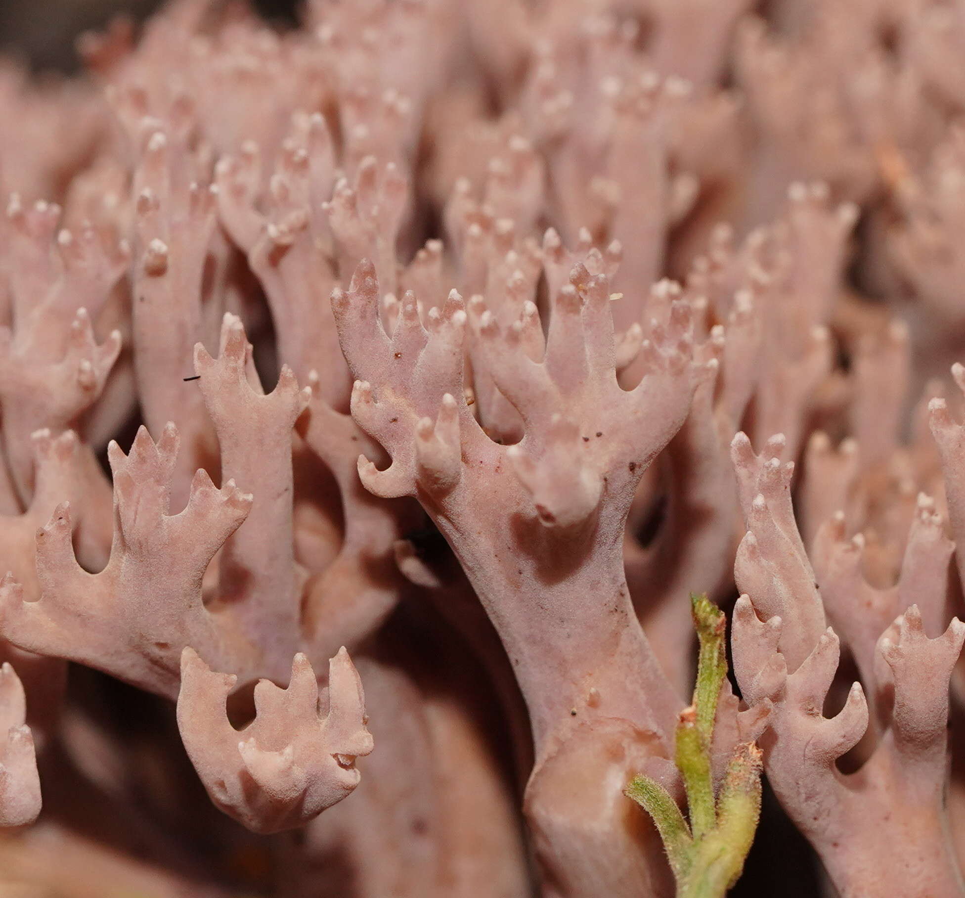 Image of Clavaria versatilis (Quél.) Sacc. & Trotter 1912