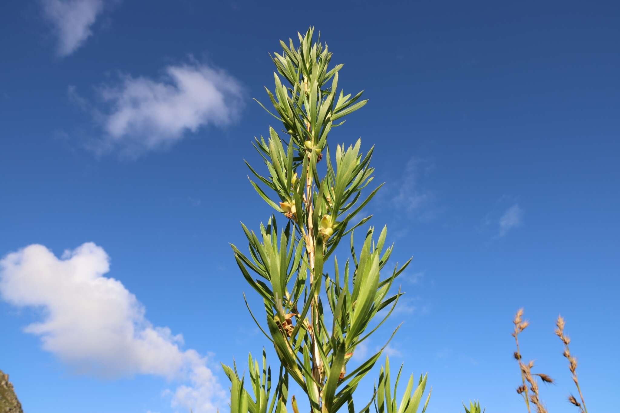 Image of Cliffortia heterophylla Weim.