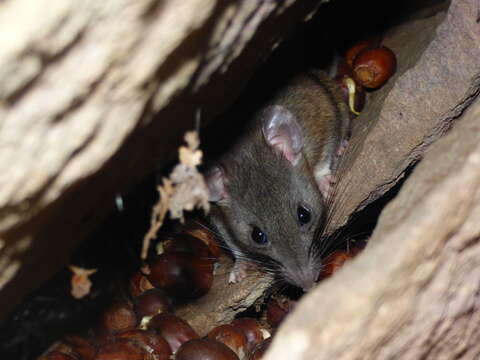 Image of Allegheny Woodrat