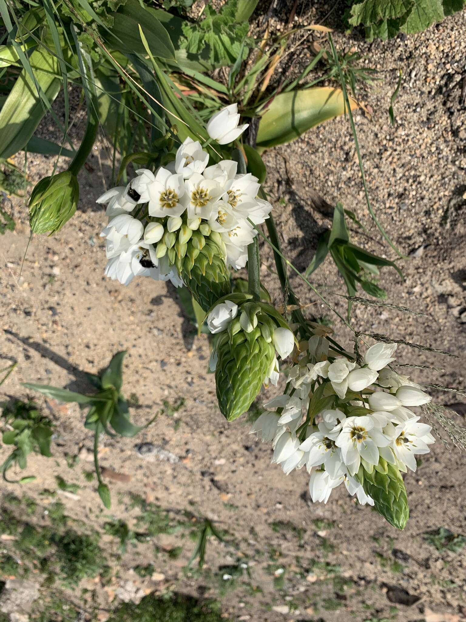 Слика од Ornithogalum thyrsoides Jacq.