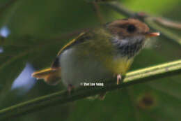 Image of Rufous-faced Warbler