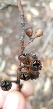 Image of Eucalyptus biturbinata L. A. S. Johnson & K. D. Hill