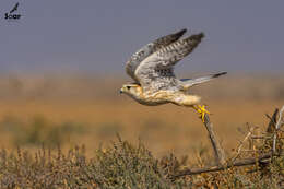 Image of Falco columbarius pallidus (Sushkin 1900)