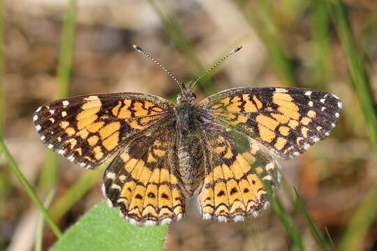 Image of Gorgone Checkerspot