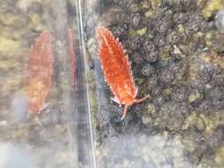 Aeolidiella sanguinea (Norman 1877) resmi