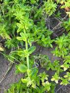 Image of Seaside Buttonweed